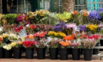 3249 | Marché aux fleurs - Paris - Hiver comme Été, les marchés aux fleurs à Paris font recette. Quoi de plus joyeux qu'un bouquet de fleurs dans la maison. 