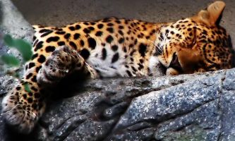 puzzle Sieste du léopard, Ce léopard a bien besoin de repos.