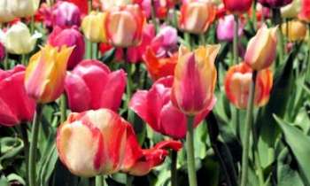 3255 | Un p'tit air de Printemps - A défaut de signes du Printemps un champ de tulipes pour rappeler au Printemps qu'on vient d'entrer dans sa saison. A défaut de sa présence, les couleurs chamarées et joyeuses de ces tulipes pourront au moins nous y faire croire. 