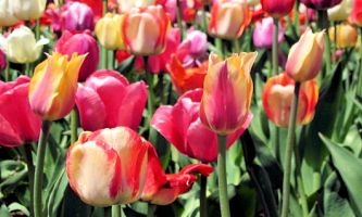 puzzle Un p'tit air de Printemps, A défaut de signes du Printemps un champ de tulipes pour rappeler au Printemps qu'on vient d'entrer dans sa saison. A défaut de sa présence, les couleurs chamarées et joyeuses de ces tulipes pourront au moins nous y faire croire. 