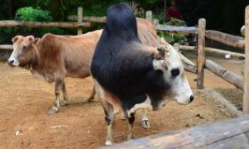 3265 | Les zébus - Le zébu est un bovidé domestique descendant d'une sous-espèce indienne de l'aurochs. Le mot zébu vient du tibétain « zeba » signifiant étymologiquement « bosse ».
