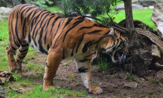 puzzle Tigre de Sumatra, Le tigre de Sumatra est une sous-espèce du tigre qui vit sur l'île indonésienne de Sumatra.
