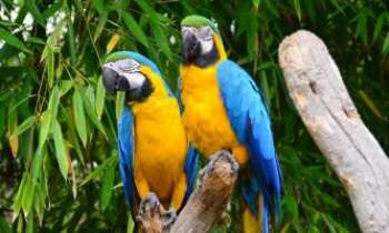 3269 | 2 perroquets - Le terme perroquet désigne d'une manière générique l'ensemble des espèces d'oiseaux de l'ordre des Psittaciformes, et en particulier les grandes espèces, généralement trapues et à queue courte.