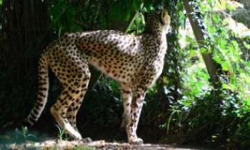 3280 | Léopard - Ne pas confondre avec le jaguar qui n'a pas les memes taches.
