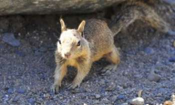 3282 | Ecureuil surpris - Ce petit écureuil a l'air surpris d'être pris en photo.