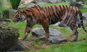 puzzle Tigre de Sumatra 2, dans le monde, il ne reste pas plus de 500 tigres de Sumatra, cette espèce est en voix de disparition.