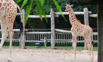 puzzle Girafeau, Girafeau derrière sa maman. Se dit girafeau ou girafon.