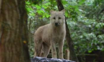3302 | Le loup arctique - Le loup arctique habite la partie septentrionale de l'Amérique du Nord