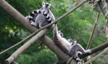 3307 | maki catta - Primate lémuriforme originaire de Madagascar.