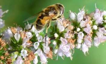 3313 | Abeille butineuse - Il ne va plus rester beaucoup de pollen sur cette fleur, l'abeille ne va rien laisser.