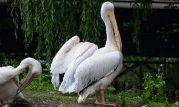 3315 | Pelican du Zoo - Pélican du zoo de La Flèche