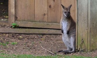 puzzle Wallaby, wallaby de Bennett