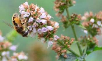3322 | Abeille sur fleur - Cette petite abeille se régale sur cette fleur et va s'empresser de retourner le pollen qu'elle a récolter à sa ruche.