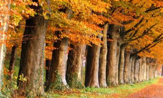 puzzle Automne, Les arbres prennent la belle couleur de l'automne.