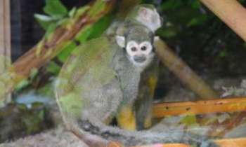 3342 | Jeune Saïmiri - Les Saïmiris également appelés "singes-écureuils", forment un genre qui regroupe cinq espèces de petits singes de la famille des Cebidae.