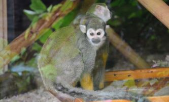 puzzle Jeune Saïmiri, Les Saïmiris également appelés "singes-écureuils", forment un genre qui regroupe cinq espèces de petits singes de la famille des Cebidae.