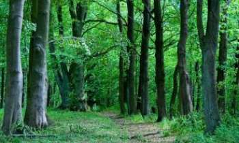 3343 | Chemin en forêt - Agréable promenade en forêt.