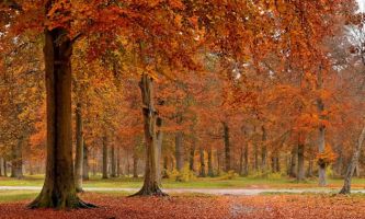 puzzle Forêt en automne, 