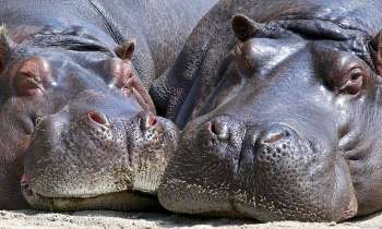 3538 | hippopotames - c'est l'heure de la sieste des hippopotames !