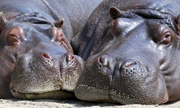 puzzle hippopotames, c'est l'heure de la sieste des hippopotames !