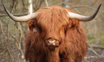 3568 | vache Highland - Originaire d'Ecosse, il y en aurait environ 5 000 en France.