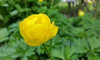 3580 | une fleur jaune - 