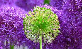 3587 | fleurs verte et violettes - 