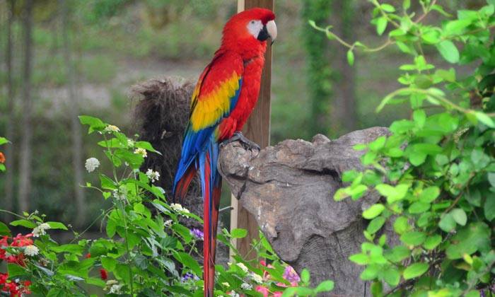 puzzle perroquet du Zoo, 
