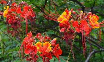 3950 | Fleurs flamboyantes - Jardin botanique de Funchal