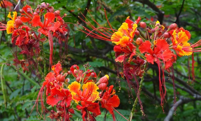 puzzle Fleurs flamboyantes, Jardin botanique de Funchal