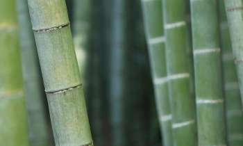 3712 | Tiges de Bambou - 