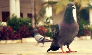 3701 | Les pigeons - 
