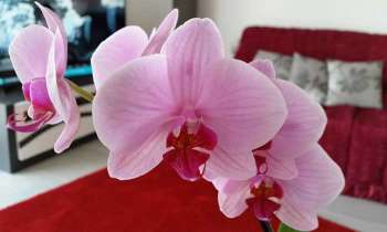 4760 | Orchidée rose - 