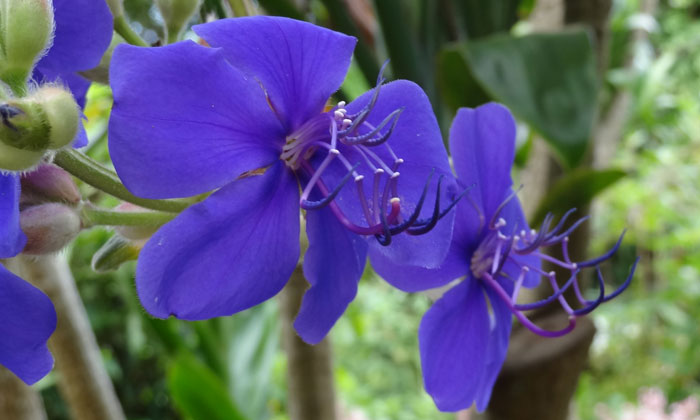 puzzle Fleurs Violettes, Jardin botanique de Funchal