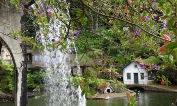 3729 | Mare aux Canards à Funchal - Au Jardin Botanique 
