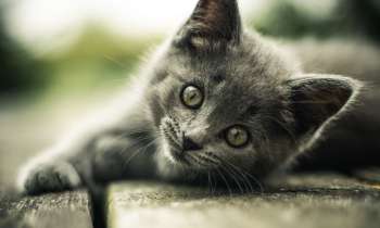 3967 | Chat gris - 