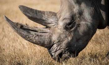 4581 | Tête de rhinocéros - 