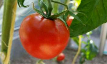 4206 | Tomate sous la serre - 