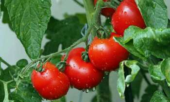 4818 | Grappe de tomates - 