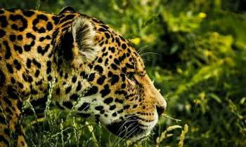 4201 | léopard - 
