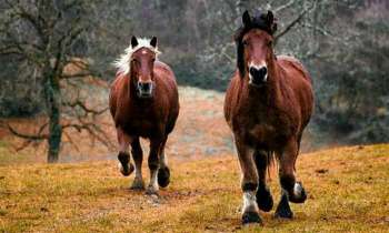 4115 | chevaux au galop - 