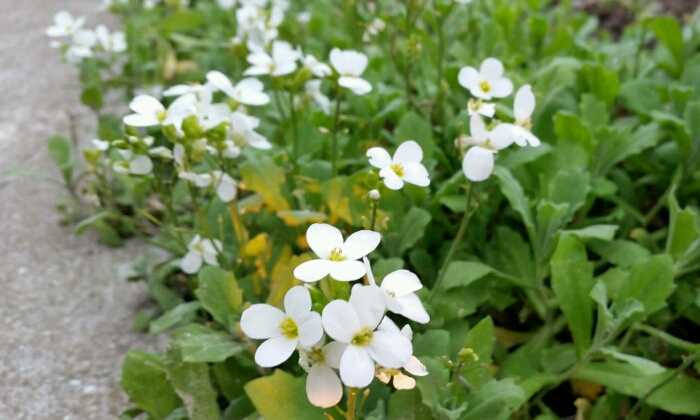 puzzle petites fleurs blanches, 