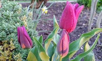 4557 | tulipes mauves - 