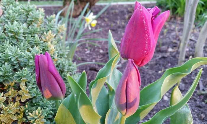 puzzle tulipes mauves, 