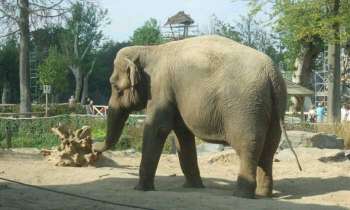 4512 | éléphant dans un parc - 