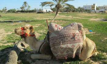 4104 | Chameau à Djerba - 