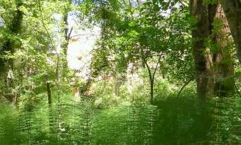 4220 | Sous-bois - Etranges arbustes en sous-bois, dans le colorado provençal