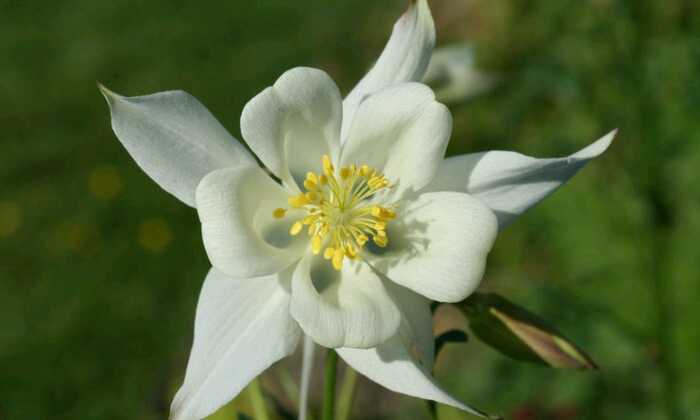 puzzle Fleur blanche, 
