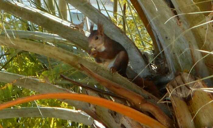 puzzle Espiègle et gourmand, Un petit écureuil surpris dans un palmier sur la côte espagnole. 