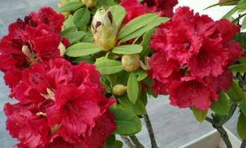 4451 | Rhododendron rouge - 